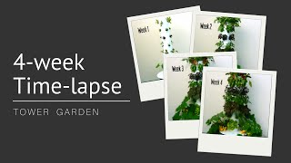 Watch Tower Garden Grow 4 Week Time Lapse You