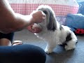 Bingo o cachorro cantor