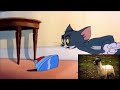 tom si jerry pe manele