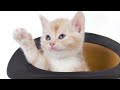 MUSICAL ANIMALS - Funny Cats - learn - baby - sounds - entertainment - teach your child