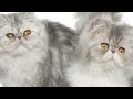 MUSICAL ANIMALS - Funny Cats - learn - baby - sounds - entertainment - teach your child