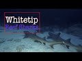 Video of Whitetip Reef Sharks