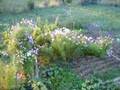 miniature