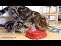 I'm Paris: the sweetest and most playful girl kitten