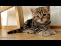 I'm Paris: the sweetest and most playful girl kitten