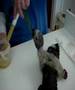 How to hand feed a bird How to hand feed a bird