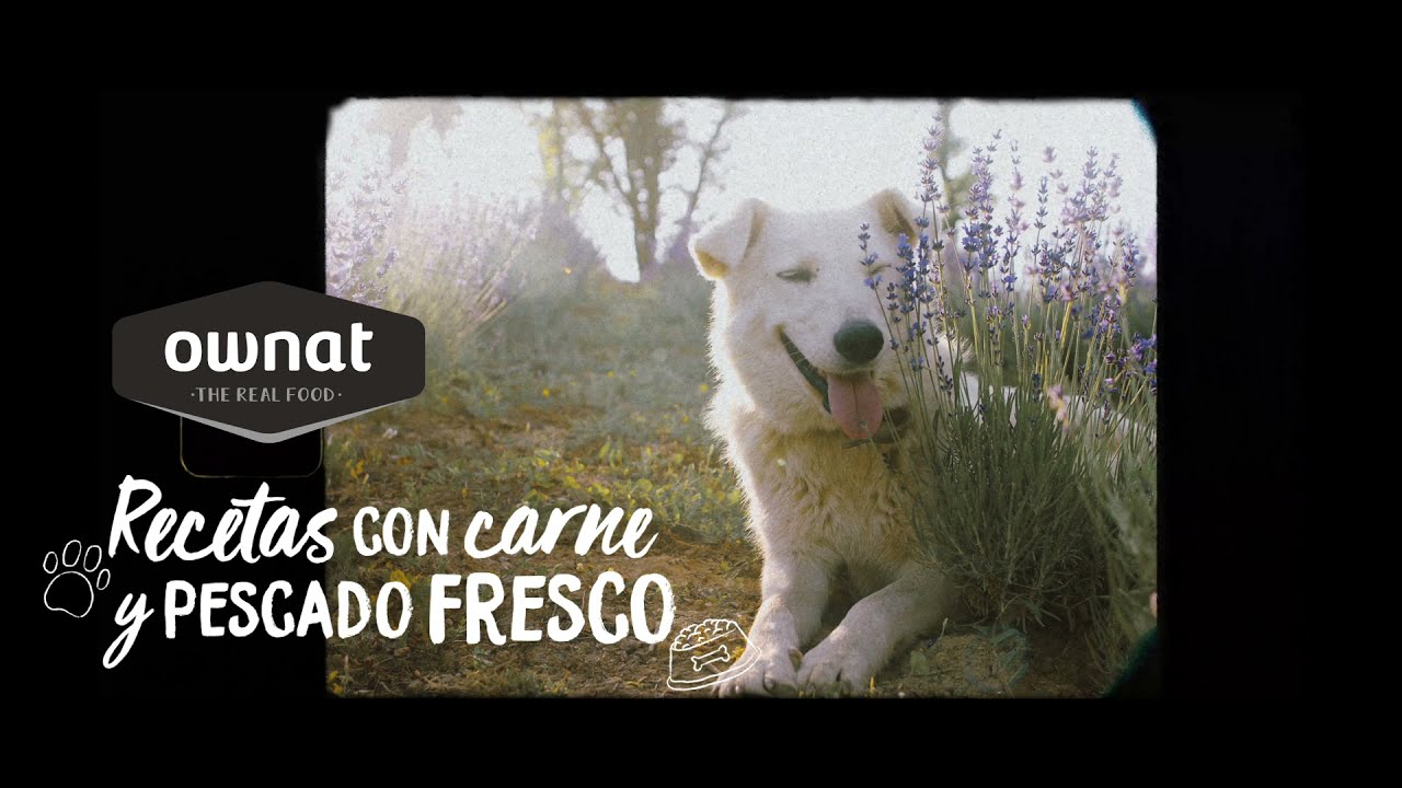Video Comida para Animales de Alicante OWNAT Distribución