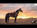 El Caballo Bereber El Padre Del Criollo en Am?rica -Del Cerro Soy