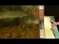 Musky and Sturgeon Feeding On Minnows Muskellunge Wild Rose Hatchery