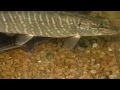Musky and Sturgeon Feeding On Minnows Muskellunge Wild Rose Hatchery