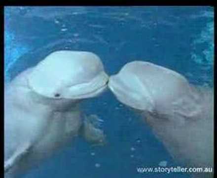 beluga whale calf. Beluga Whale Video Clip 1