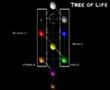 Tree of Life Magic Video