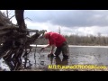 MUSKRAT TRAPPING BEAVER TRAPPING! SPRING WATER TRAPPING PT 2!