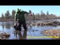 MUSKRAT TRAPPING BEAVER TRAPPING! SPRING WATER TRAPPING PT 2!