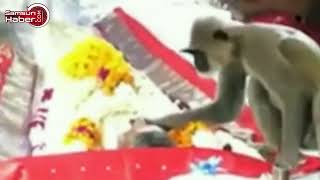 Ölen sahibinin cenazesine katılan maymunun yaptığı hareket, etraftaki herkesi buz kestirdi