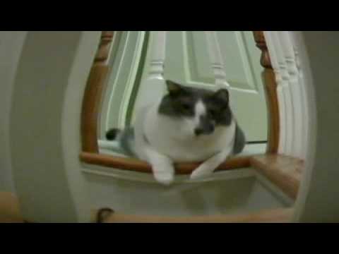 funny cats and dogs video. Dogs And Cats Video Funny