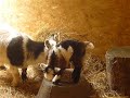 Pygmy goat kid playing