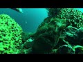 Video of frogfish