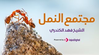 Fahad Alkandari l ما وظيفة النملة فى المجتمع  l فهد الكندري