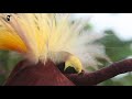Greater Bird-of-Paradise