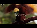 Greater Bird-of-Paradise