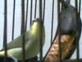 PLECI Full Gacor ! by. Setyo Budi - KEDIRI.mp4