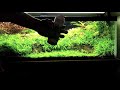 planted tank cleaning
