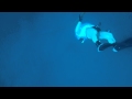 Video of Freediving