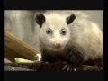 Heidi, l opossum qui louche fait le buzz et devient la coqueluche de son zoo en Allemagne