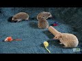 Hedgehogs Go Tubing! | Too Cute!