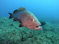 Video of Cernia bruna - Dusky grouper - Merou - Rofos