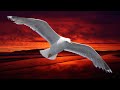 NEIL DIAMOND ~ SKYBIRDLONELY LOOKING SKYTHE ODYSSEY