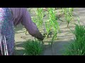 Rice field growing in Vietnam / Reisfelder Reisanbau in Vietnam (Nha Trang)
