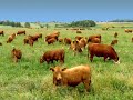 Grazing in the Grass - Hugh Masekela (excellent audio)