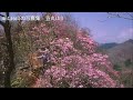 アカヤシオ 検索散歩 植物図鑑