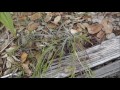 The Weed Nerd Episode 161