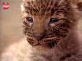 Dog Lives With Leopard. And Piglet.