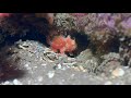 Video of Ocelated frogfish