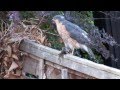 Who Killed Cock Robin?