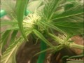 66W cfl PC grow case bubbler hydro