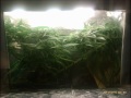 66W cfl PC grow case bubbler hydro