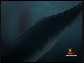 Megaladon vs prehistoric sperm whale