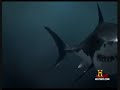 Megaladon vs prehistoric sperm whale