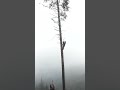 Topping a scraggly Hemlock lift tree above Arizona Beach
