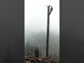 Topping a scraggly Hemlock lift tree above Arizona Beach