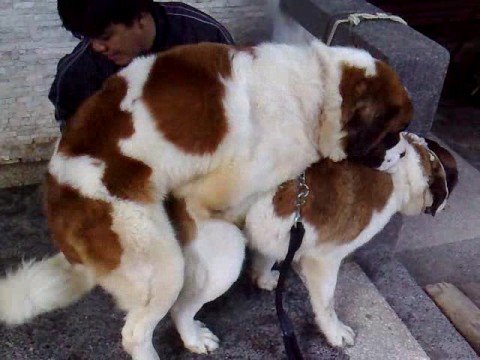 Pitbullpuppies Youtube on Video De St Bernard Dog Mating En Youtube   Beagle Golden Retriever