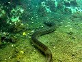 bonito mato grosso do sul - Flutuação