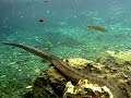 bonito mato grosso do sul - Flutuação