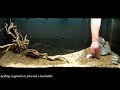 Aquarium Setup - Aquascape - Step by Step and Final Product - Live Planted Fish Tank