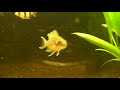 Aquarium Setup - Aquascape - Step by Step and Final Product - Live Planted Fish Tank